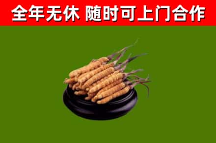 雅江回收冬虫夏草