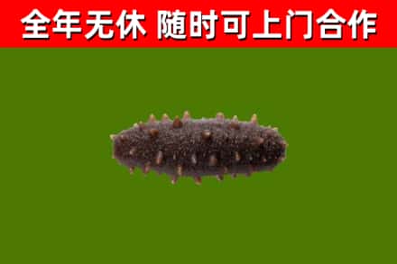 雅江回收海参干